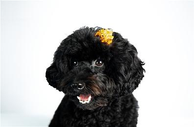 EA Play服务在Steam开启首月特惠 仅需7.6元